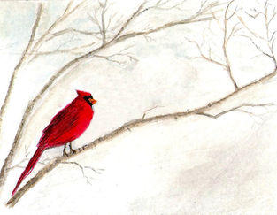 Lone Cardinal