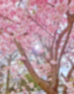 pink flowering tree with houses in background