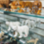 Schleich play figurines tiger, lions and polar bears gifts for boys and girls