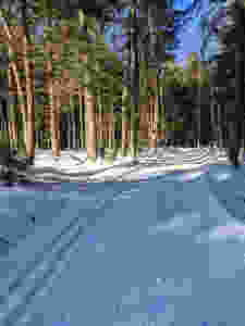 snowy cross country ski trail groomed for skis with pine trees on both sides