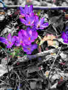purple crocus flowers and leaves and sticks