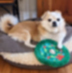 Rescue dog Abby Rose with toy on pet bed