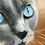 Thumbnail: "Tonkinese Eyes" Giclée