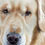 Thumbnail: "Golden Retriever Portrait" Giclée