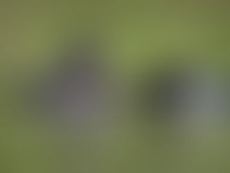 Loons of Southern Vermont Thursday, August 4th 6 PM
