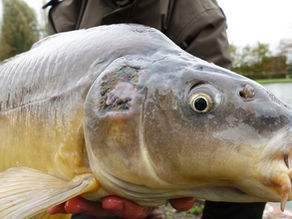 KARPER TAKELEN in TIENEN