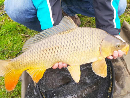 WINTER KARPER met FEEDER VISSEN