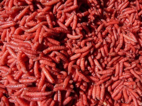 Het Mysterie van de Rode Made: Waarom Is Het Verboden in Nederland? (En Hoe Zit Het Met Sudanrood?)