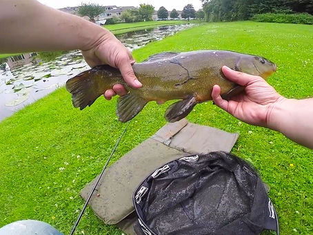 Met de FEEDER op ZEELT VISSEN in het DORP