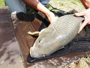 KARPERS +10KG op LICHTE FEEDERS
