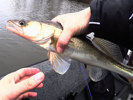 VERTICALEN op SNOEKBAARS