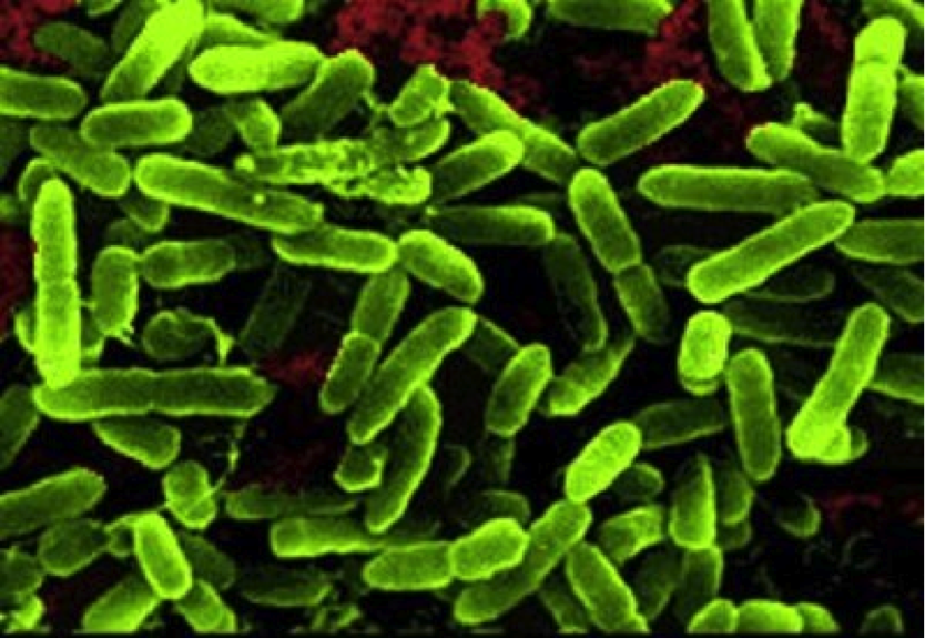 OptiBiotic Probiotic