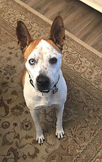 Buddy