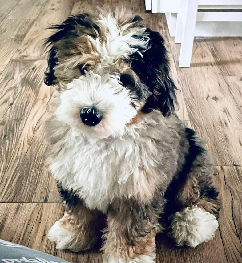 Miniature Bernedoodle