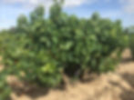 Organic Carignan Vineyard in Languedoc