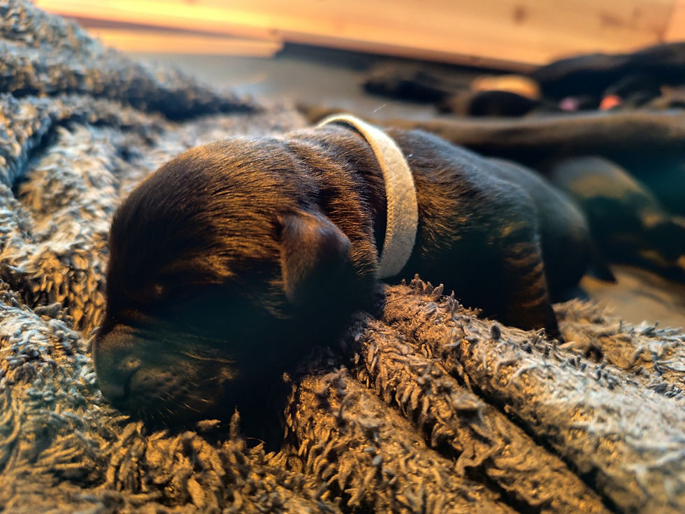 Atila vom Perflinger Weiher