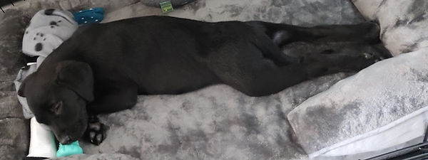 Welpe im Kennel