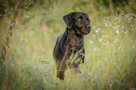 Deckrüde Labrador schwarz.jpg