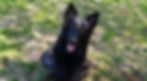 Mischa.jpg