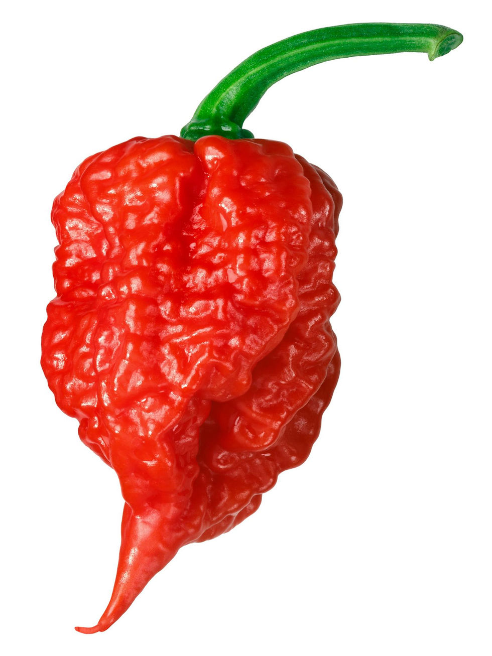 Carolina Reaper pepper with a wrinkled texture and a green stem, set against a plain white background.