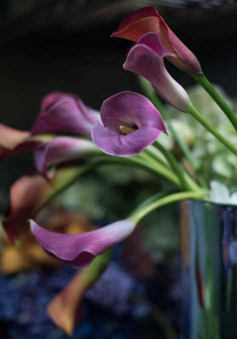 flowers of the world