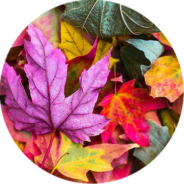 Image2.png