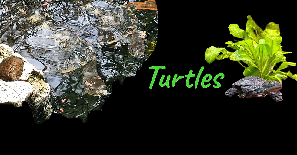 Turtle Header