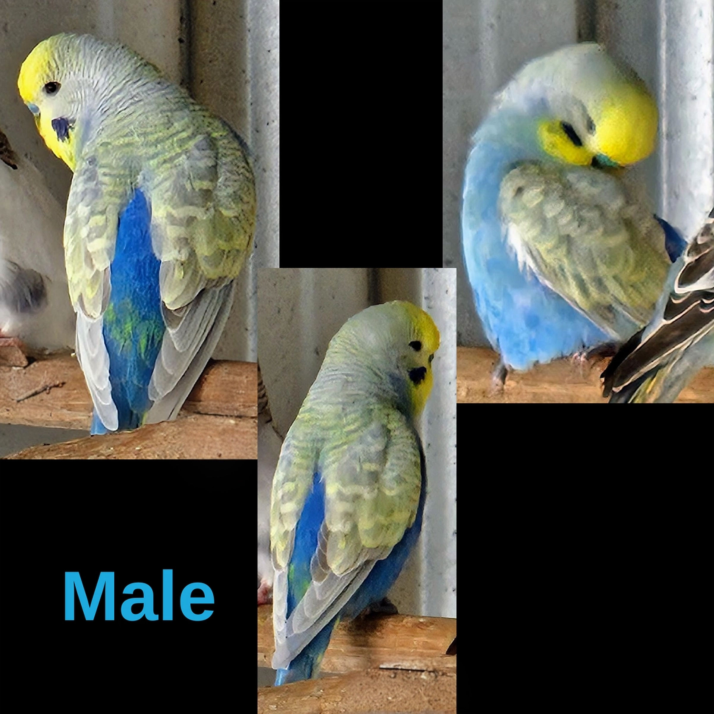 Budgie
