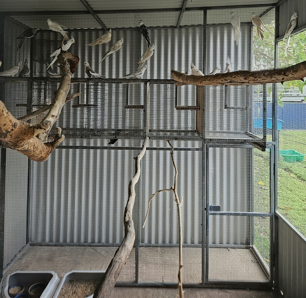 Aviary with Cockatiels