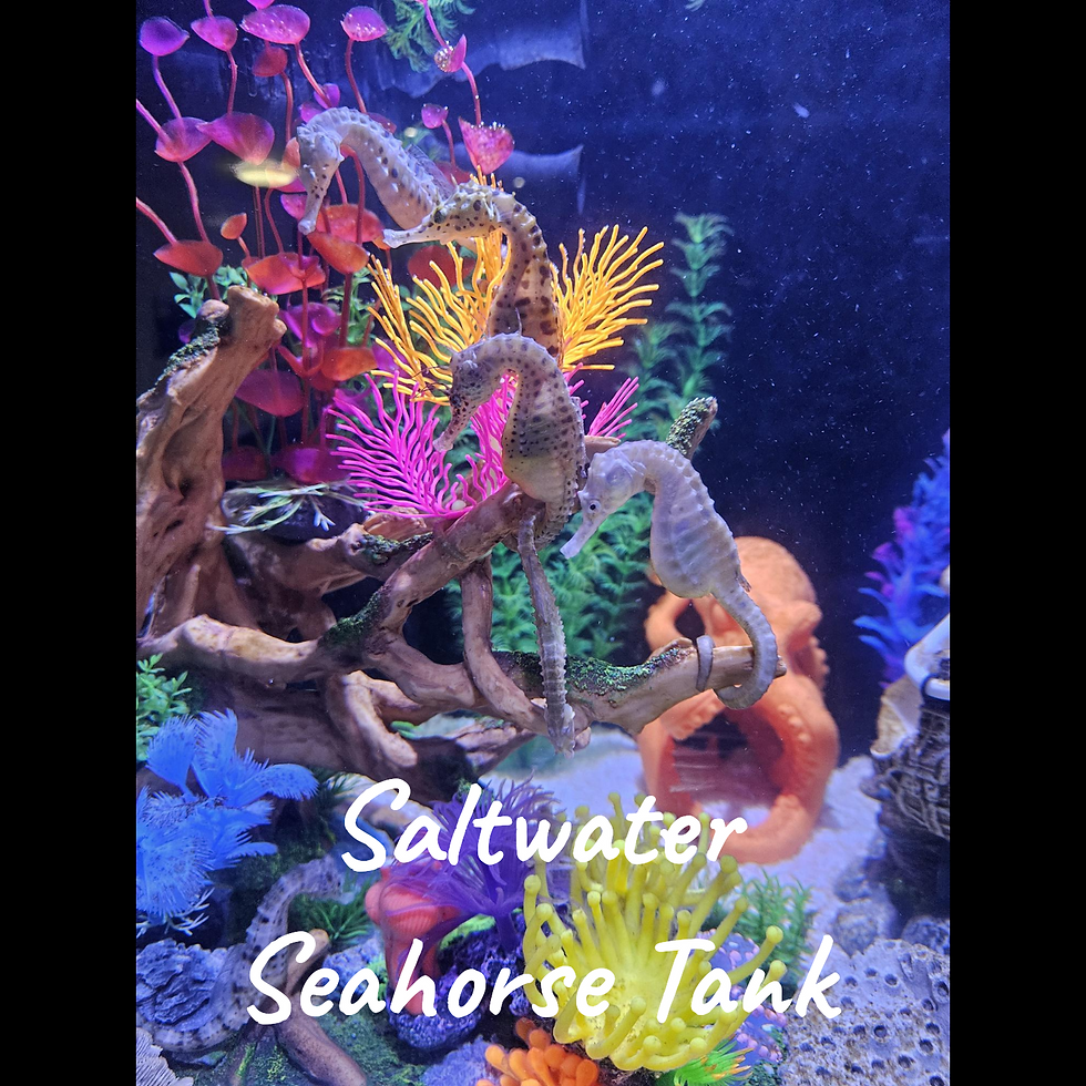Saltwater seahorse tank with seahorses and coral ornaments