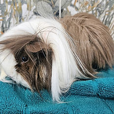 Washed, Towel Dried, Blow Dried & Bushed. Groomed Guinea Pig named Bonni