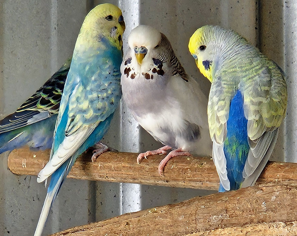 Budgies