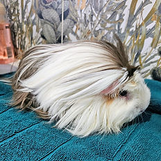 Washed, Towel Dried, Blow Dried & Bushed. Groomed Guinea Pig named Bonni