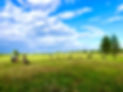 horseback riders in field with cows