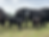 cow calf pairs