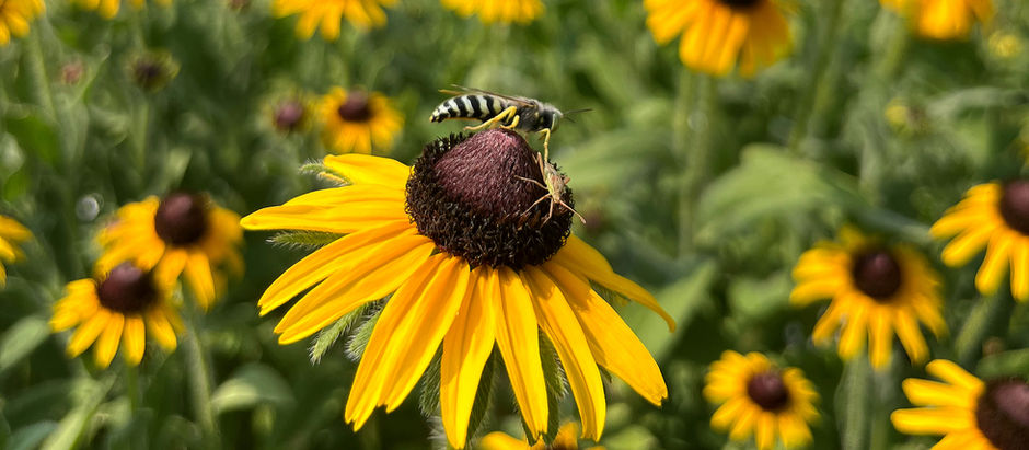 2026 CBCD Calendar Photo Contest