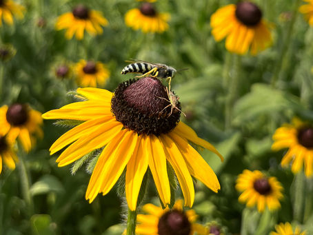 2026 CBCD Calendar Photo Contest