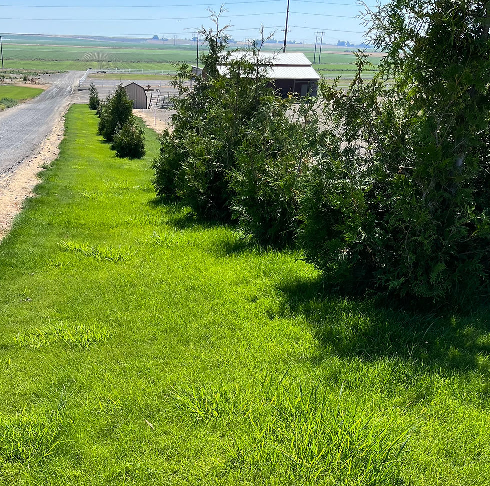 Green lawn with a row of small trees beside a gravel road. A barn and fields are visible in the sunny, rural background.