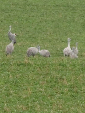 sandhill cranes in a group in a lush green field