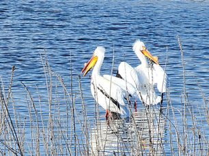 W-20 Project Receives First Major Media Coverage