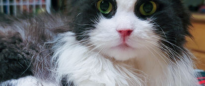 Sylvester, a long-haired black and white cat, laying on a kitchen counter.