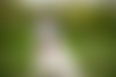 A senior pit bull sitting in the grass with a smile and slightly closed eyes