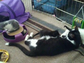 Ruff Patches Answers Your Feline Heat and Pregnancy Questions!