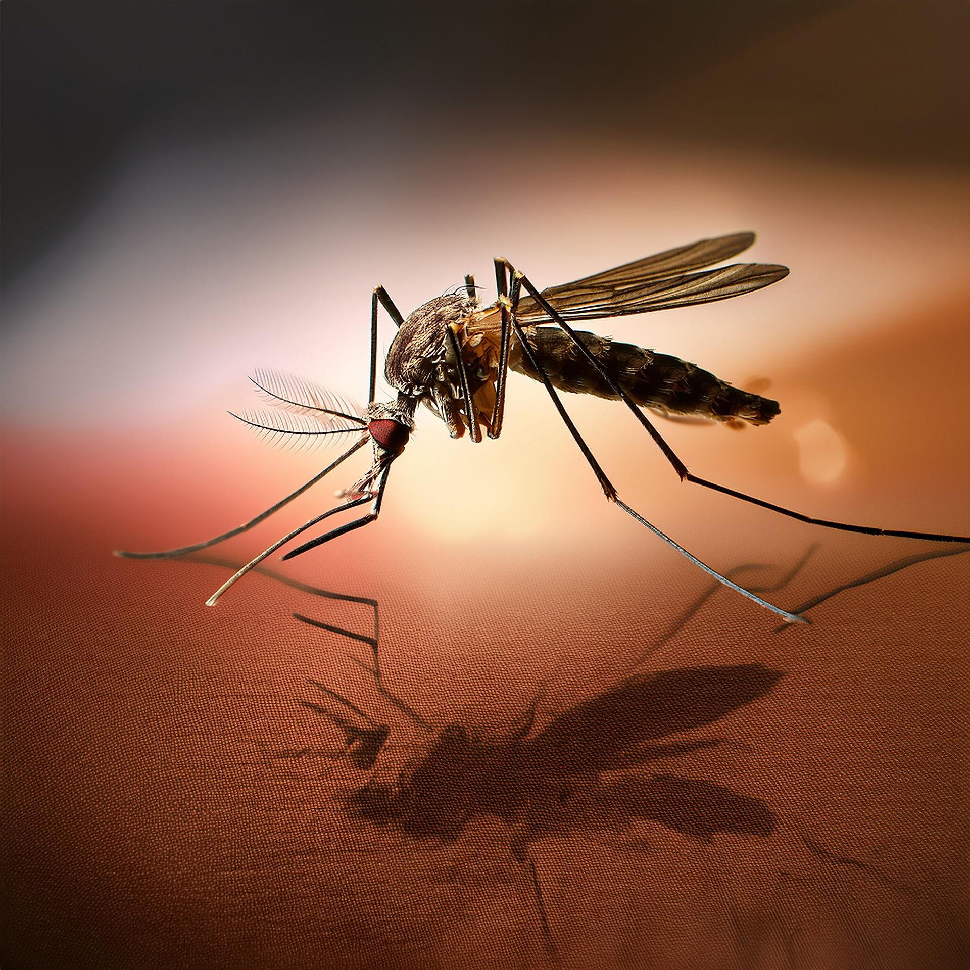 Mosquito