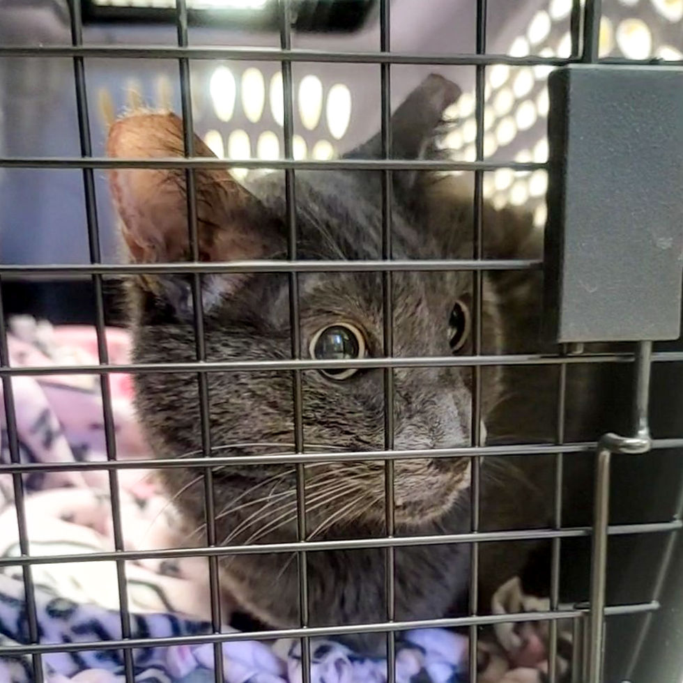 A Russian Blue can sits in a cat carrier at the vet.