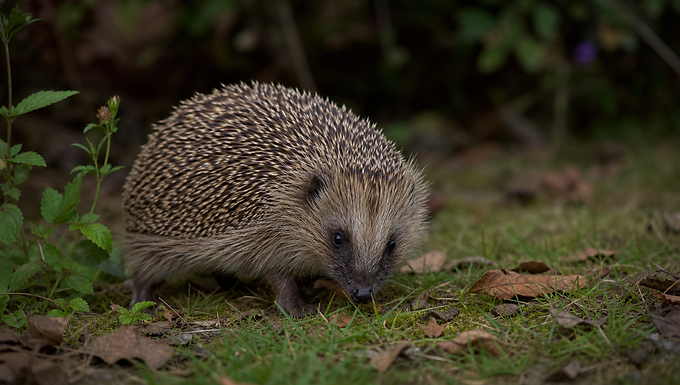 Ein Europäischer Igel schnuppert in der Abenddämmerung über einen natürlichen Gartenrand mit Gras und Laub, die helldunkel gebänderten Stacheln und die spitze Schnauze klar erkennbar