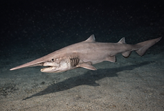 Fotorealistisches Unterwasserbild eines Koboldhais mit auffallend langem, schmalem Schnauzenfortsatz, der weit nach vorne ragt. Der hell graurosa gefärbte Hai schwimmt knapp über einem feinkörnigen, sandigen Meeresboden und ist aus seitlicher Perspektive dargestellt. Die kleinen Augen, deutlich sichtbaren Kiemenspalten und die leicht geöffneten Kiefer mit spitzen Zähnen verleihen dem Tier ein urtümliches Erscheinungsbild. Der dunkle, tiefblaue Hintergrund und das gedämpfte Licht erzeugen die Atmosphäre einer ruhigen Tiefseeumgebung.