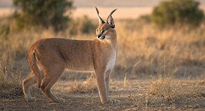 Karakal mit rötlich sandfarbenem Fell und langen schwarzen Ohrpinseln steht aufmerksam im goldenen Savannengras