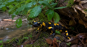 Feuersalamander mit schwarzem Körper und gelben Warnflecken auf feuchtem Waldboden