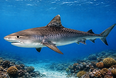 Ein Tigerhai schwimmt seitlich durch klares, tiefblaues Meerwasser. Sein kräftiger, stromlinienförmiger Körper zeigt das typische dunkle Streifenmuster auf graubrauner Haut, der Bauch ist deutlich heller. Die hohe Rückenflosse und die breite Schwanzflosse sind gut sichtbar. Unter ihm erstreckt sich ein Korallenriff mit verschiedenen Korallenformen und sandigen Bereichen, während das Sonnenlicht gedämpft durch das Wasser fällt.